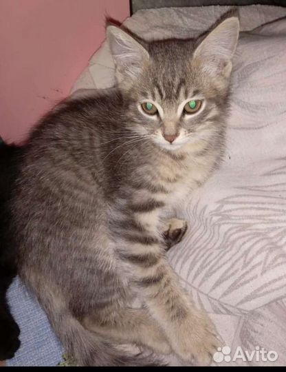 Котята в дар 2мес