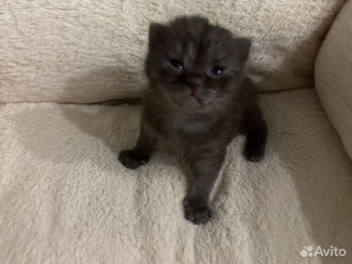 Продам вислоухих шотландцев