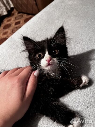 Котята отдам даром