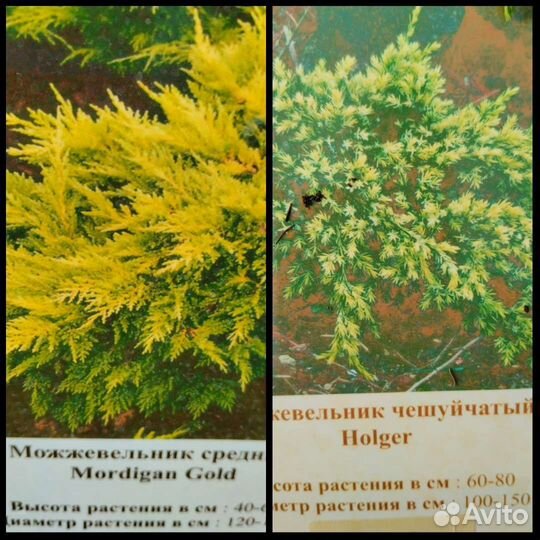 Можжевельник