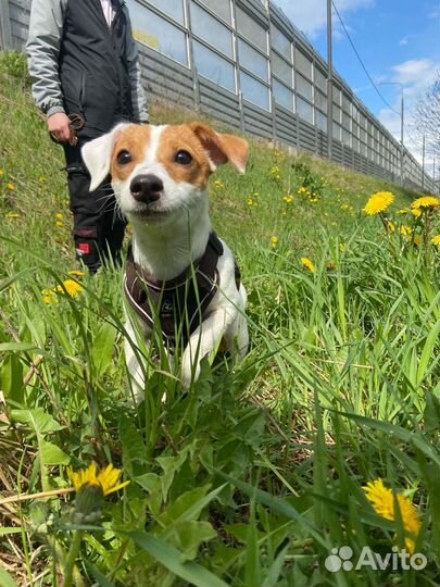 Джек Рассел терьер