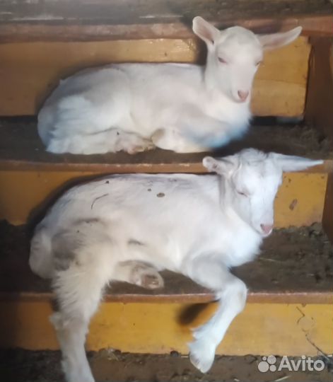 Козы козочки козлики козлята