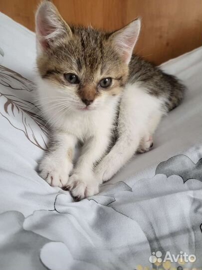 Кошки в добрые руки