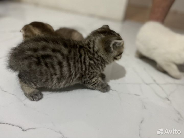 Шотландский котенок