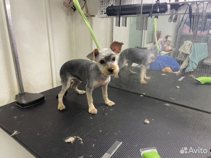 Груминг собак