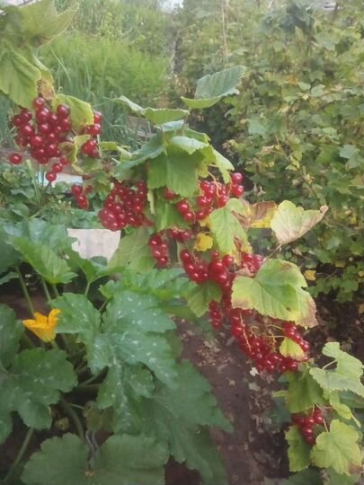 Дом 17 м² на участке 5 сот.