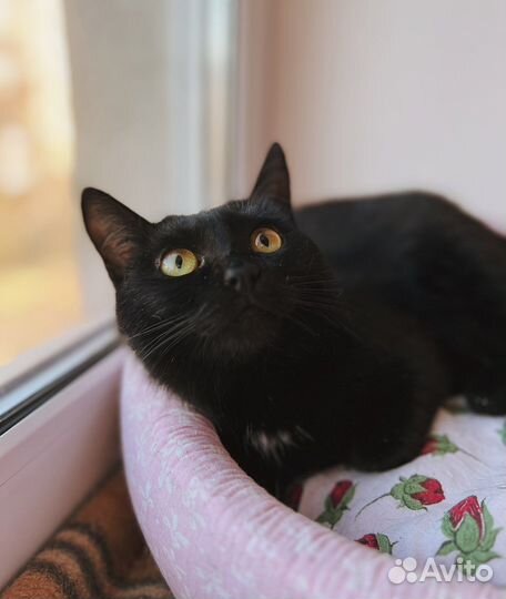 Баффи ищет дом