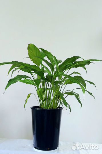 Фикус Старлайт Кактусы Комнатные растения и цветы