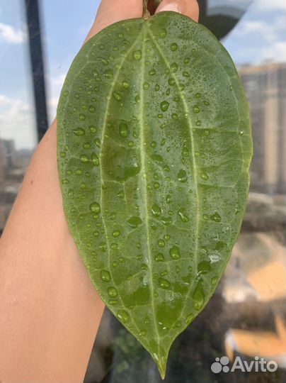 Сортовые хойи - 2