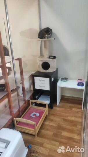 Гостиница для кошек