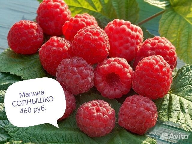 Саженцы ежевики,малины,ежемалина,дерево малина