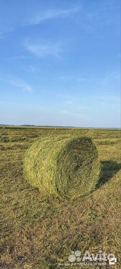 Сено в рулонах оптом