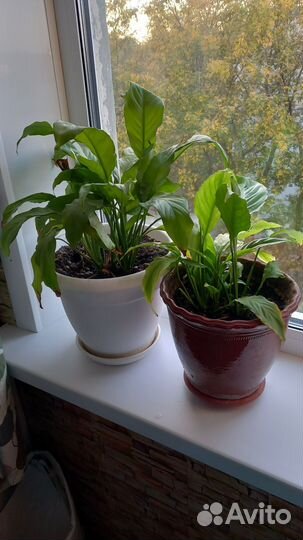 Спатифиллум