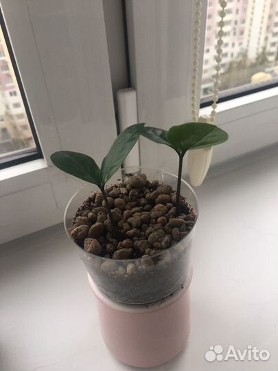 Комнатные растения