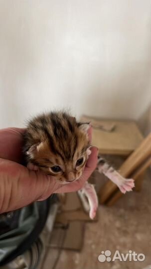 Котята курильский бобтейл