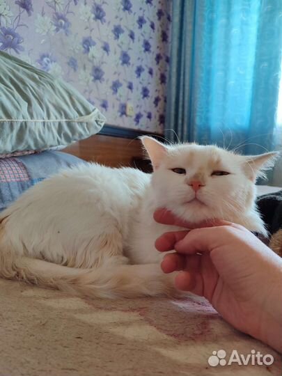 Котик, спасённый с улицы в добрые руки