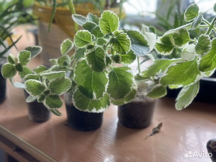 Толстянка,алоэ,мятный