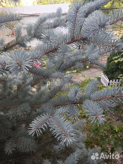 Ель голубая super блю 3м