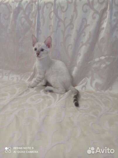 Бенгальские котята линкс