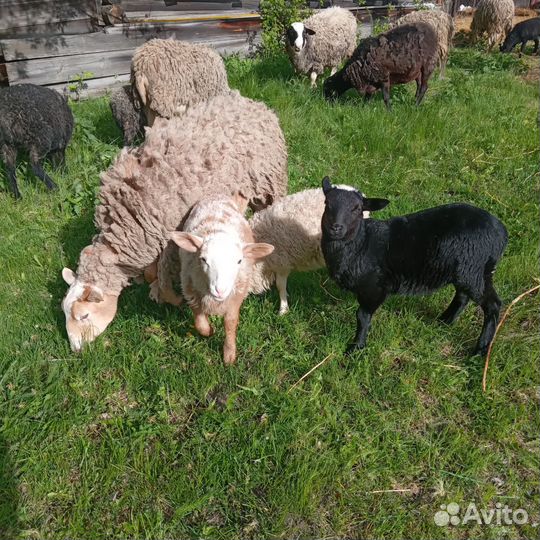 Барашки на племя (бронь)