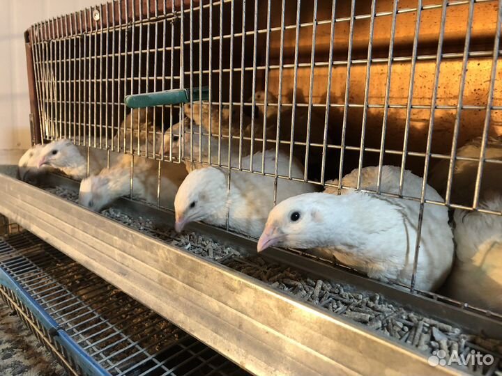 Яйца перепелиные домашние и инкубационное