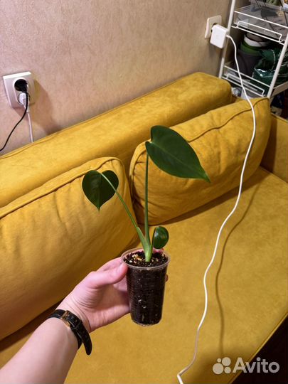 Монстера деликатесная