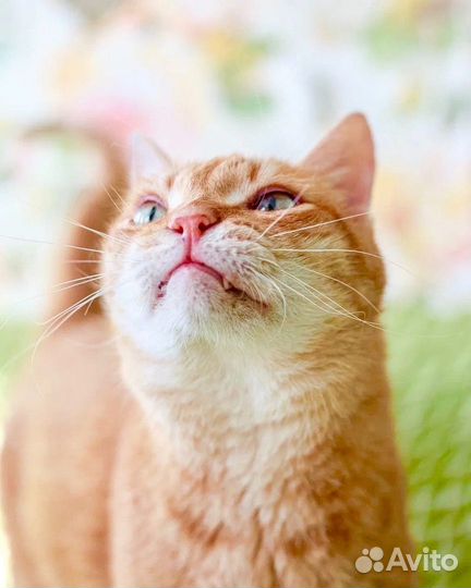 Шуберт - рыжее счастье в дар