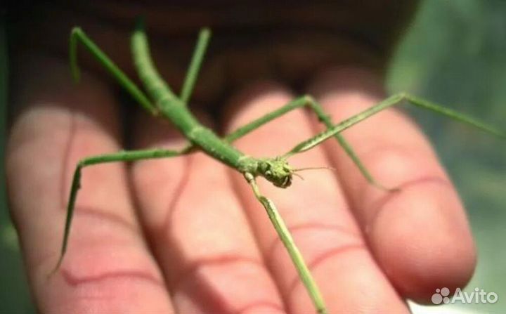 Аннамский палочник