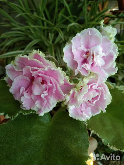 Фиалки от Яло