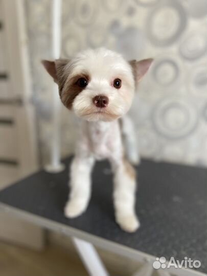 Стрижка собак. Груминг