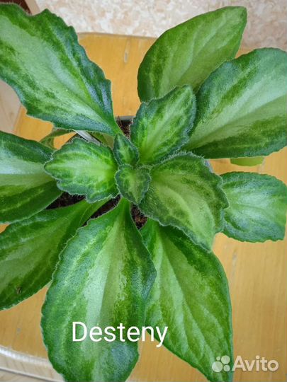 Хирита(примулина)