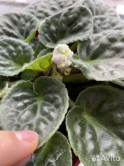 Фиалка рм-Легкий бриз