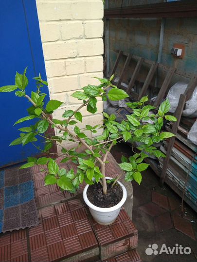 Гибискус китайская роза