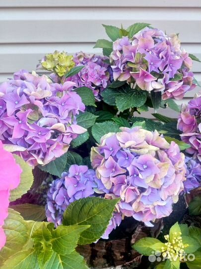 Гортензия Мата Хари