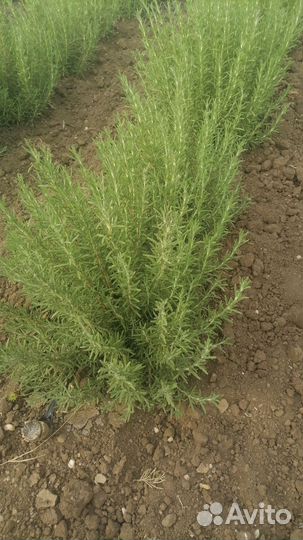 Саженцы Розмарина лекарственного до 50 см доставка