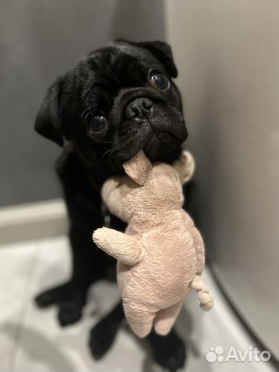 Мопс вязка мальчик