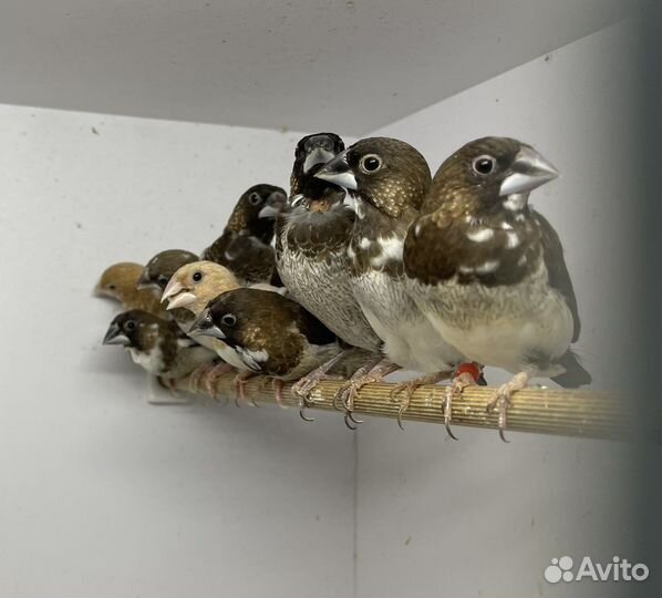 Японские амадины