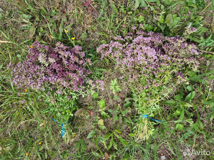 Травы для бани