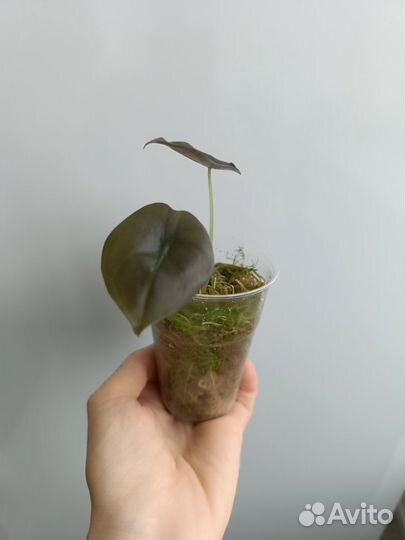 Алоказия сильвер дракон,медная,полли