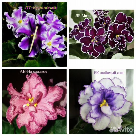 Фиалки кустики не лист