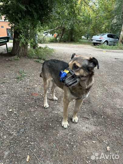 Собака в добрые руки отдам бесплатно