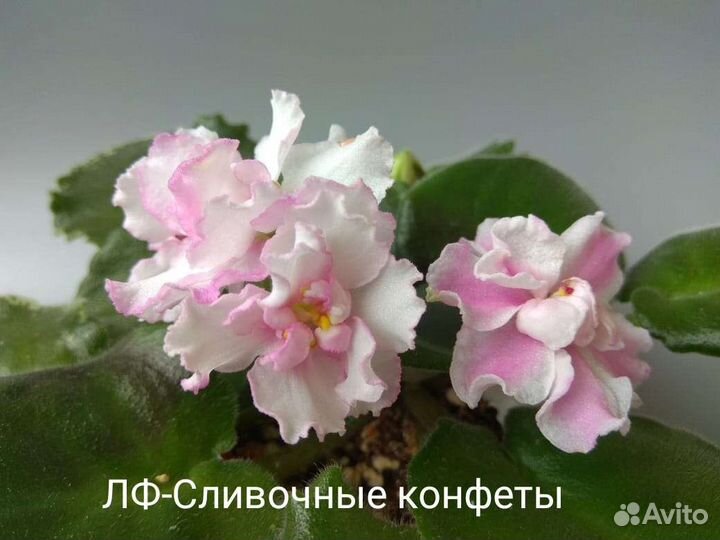 Сортовые фиалки