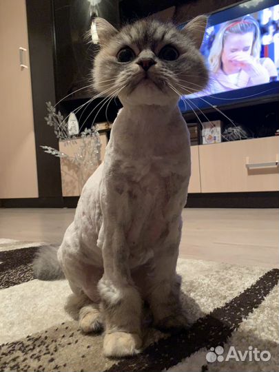 Кошки в добрые руки бесплатно