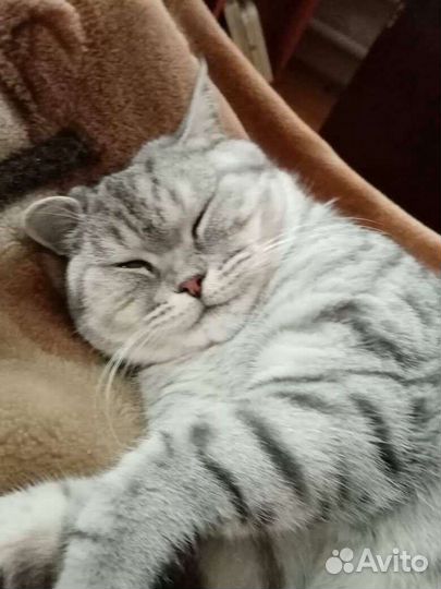 Шотландский кот