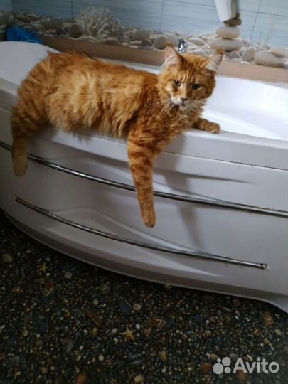 Мейн-кун вязка