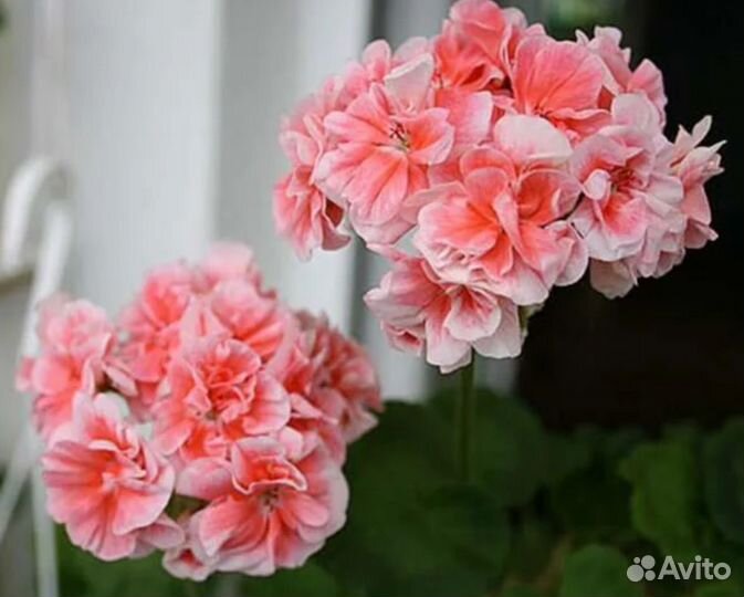 Пеларгония герань #3