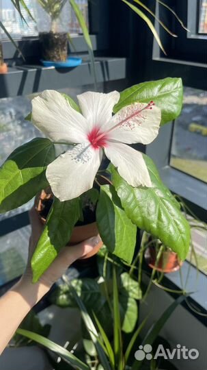 Гибискус (китайская роза)