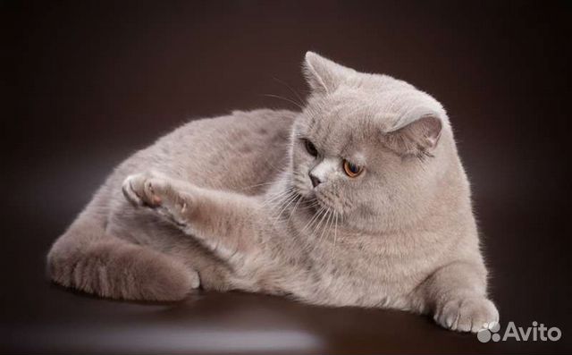 Британские плюшевые котята объявление продам