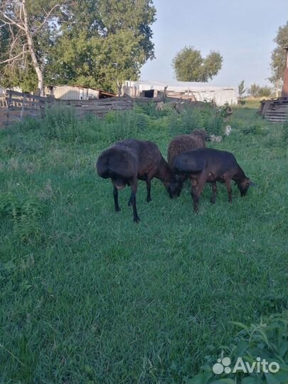 Баран на племя,привезён с Казахстана) Гисар
