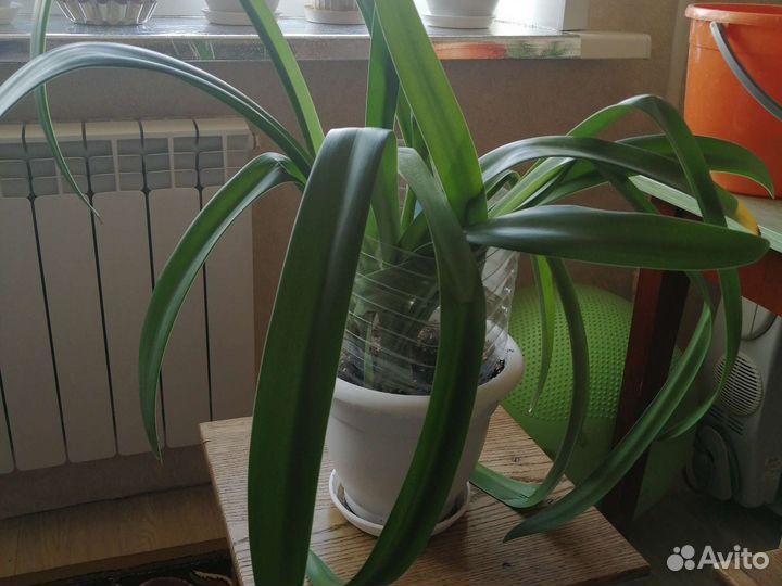 Гиппиаструм